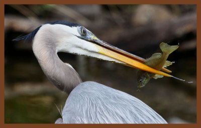 great blue heron-4-8-11-460c2b.JPG