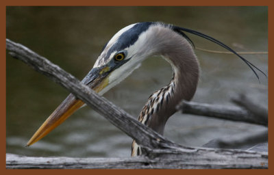 great blue heron-4-8-11-458c2b.JPG