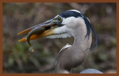 great blue heron-4-8-11-464c2b.JPG