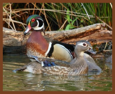 wood ducks-4-10-11-622b.JPG