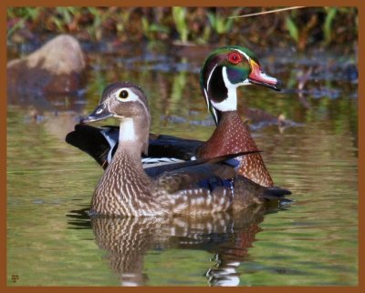 wood ducks-4-8-11-283b.JPG