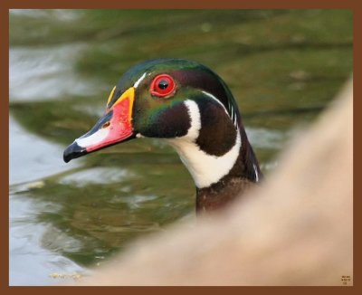 wood duck-4-10-11-616b.JPG