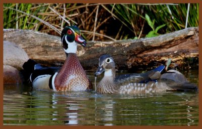 wood ducks-4-8-11-327c2b.JPG