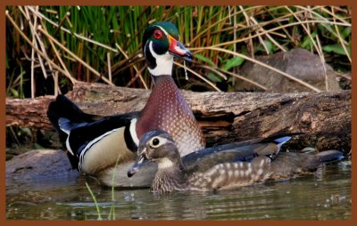 wood ducks-4-8-11-300c2b.JPG
