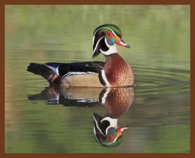 wood duck-4-12-11-803b.JPG