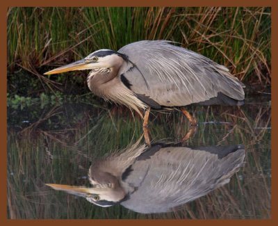 great blue heron-4-17-11-001b.JPG