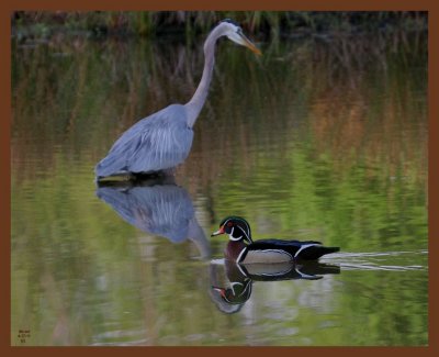 great blue heron-woody-4-17-11-043b.JPG