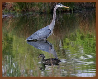 great blue heron-woody-4-17-11-042b.JPG