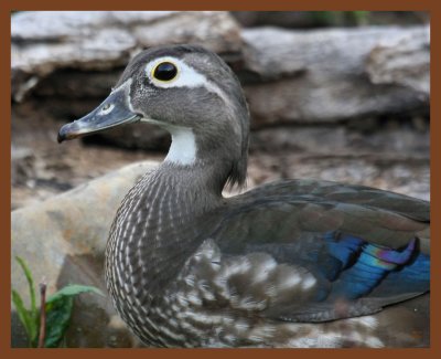 wood duck-4-19-11-312b.JPG