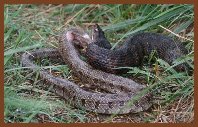 cottonmouth-prairie kingsnake-4-24-11-032c2b.JPG