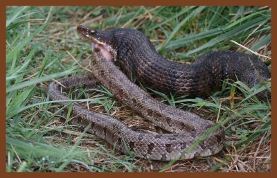 cottonmouth-prairie kingsnake-4-24-11-031c2b.JPG