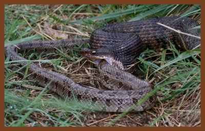 cottonmouth-prairie kingsnake-4-24-11-027c2b.JPG