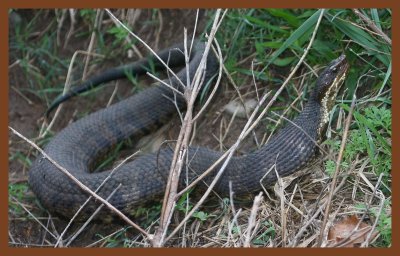 cottonmouth-4-24-11-006c2b.JPG