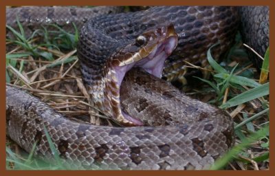 cottonmouths