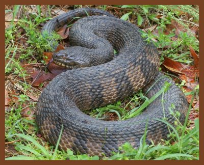 diamond-backed watersnake-4-25-11-185b.JPG