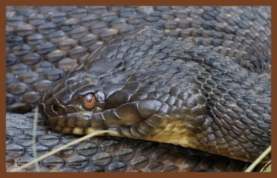 diamond-backed watersnake-4-25-11-126c2b.JPG