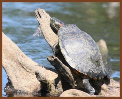 red-eared slider-4-28-11-754b.JPG