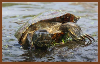 red-eared slider-4-25-11-117c2b.JPG