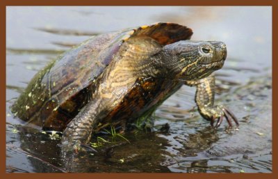red-eared slider-4-25-11-119c2b.JPG