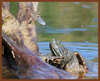 river-cooter-4-28-11-650b.JPG