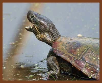 red-eared slider-4-25-11-112b.JPG