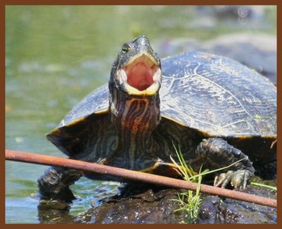 red-eared slider-4-28-11-719b.JPG