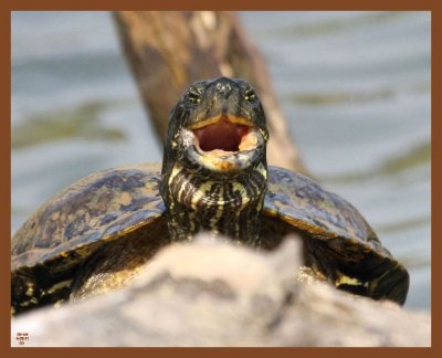 red-eared slider-4-8-11-413b.JPG
