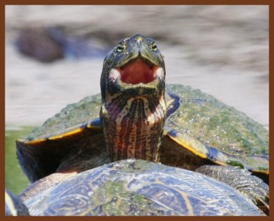 red-eared slider-4-28-11-682b.JPG
