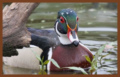 wood duck-4-21-11-836c2b.JPG