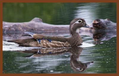 wood duck-4-30-11-907c2b.JPG