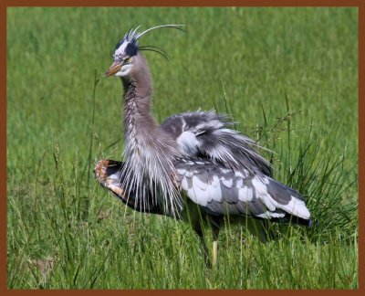 great blue heron-5-5-11-756b.JPG