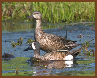 blue-winged teal-5-6-11-995b.JPG