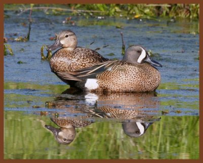 blue-winged teal-5-6-11-037b.JPG
