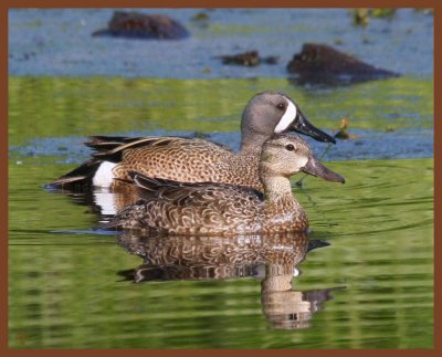 blue-winged teal-5-6-11-937b.JPG