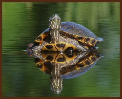 red-eared slider-5-5-11-689b.JPG