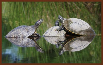 red-eared slider-cooters-5-5-11-814c2b.JPG