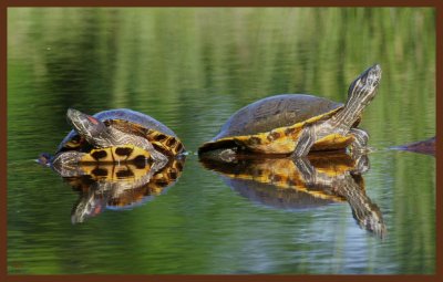 red-eared slider-cooter-5-5-11-681c2b.JPG