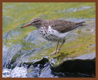 spotted sandpiper-5-8-11-510b.JPG
