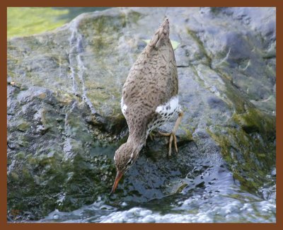 spotted sandpiper-5-8-11-514b.JPG