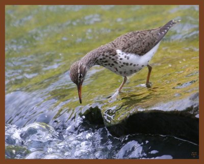 spotted sandpiper-5-8-11-508b.JPG