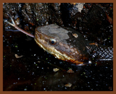 cottonmouth-5-7-11-203b.JPG