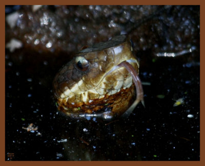 cottonmouth-5-7-11-181b.JPG