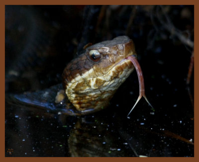 cottonmouth-5-7-11-109b.JPG