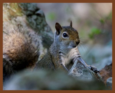 gray squirrel-5-12-11-884b.JPG