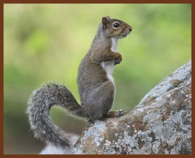 gray squirrel-5-12-11-771b.JPG