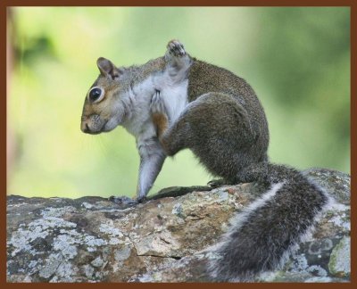 gray squirrel-5-12-11-023b.JPG