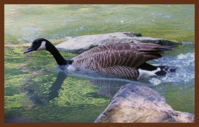 canada goose-5-12-11-007c2b.JPG