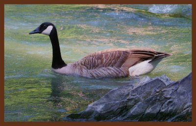 canada goose-5-12-11-981c2b.JPG
