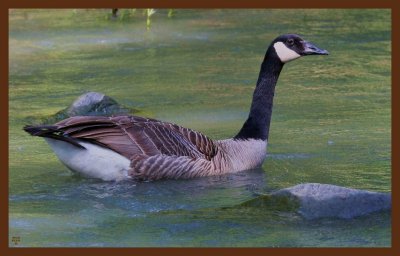 canada goose-5-12-11-933c2b.JPG