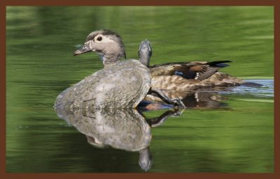 cooter-wood duck-5-3-11-080c2b.JPG